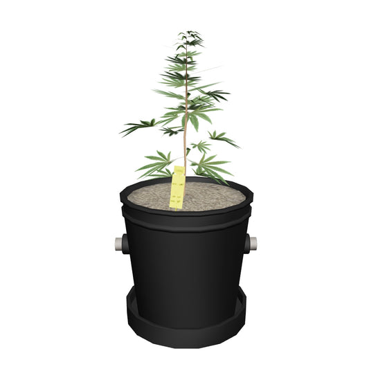 Kannabisz ültetvény
