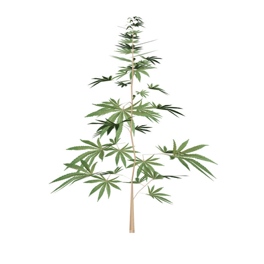Kannabisz virág